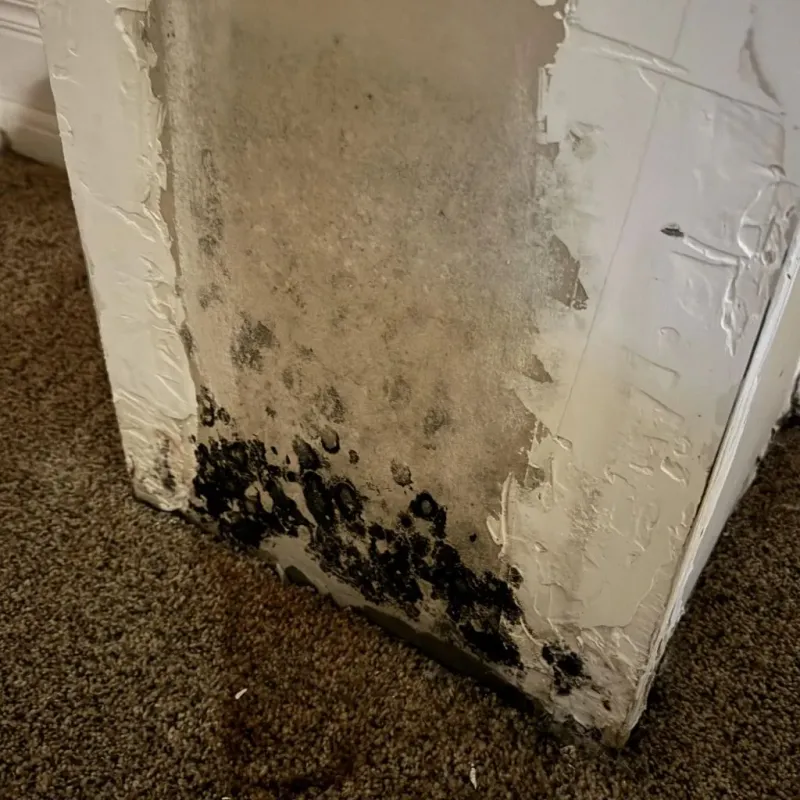 Professional Mold Removal in McKenzie, TN